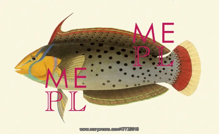  : Wrasse, Coris formosa
