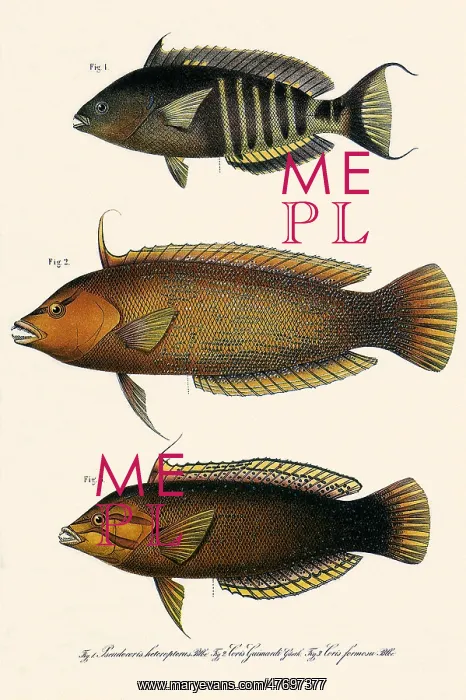  : Three Wrasses