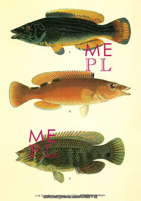 : Wrasses : Wrasses