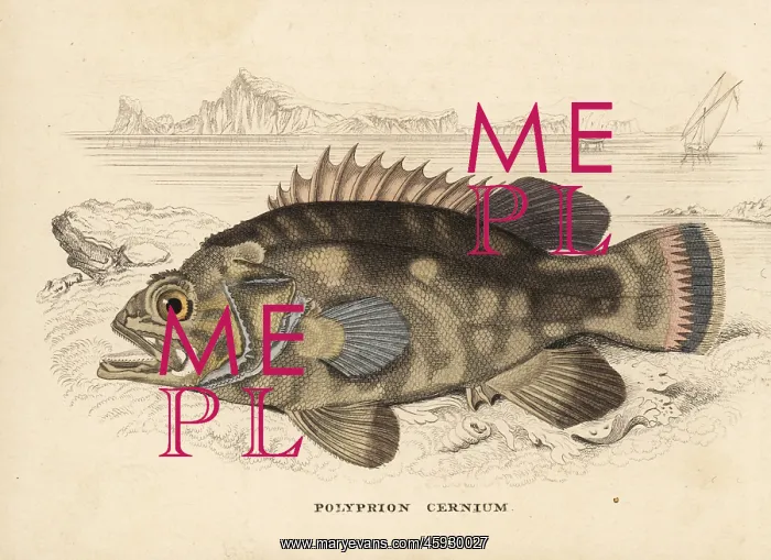 : Wreckfish, Polyprion americanus