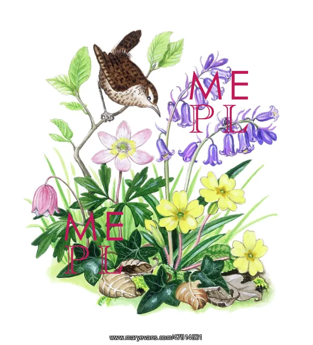 : Wren with bluebells, windflowers, primroses : Wren with bluebells, windflowers, primroses