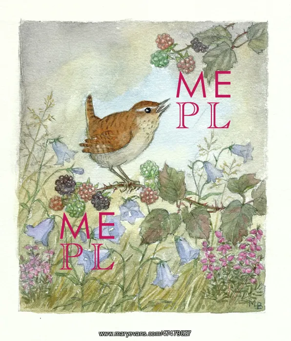  : Wren on bramble with harebells