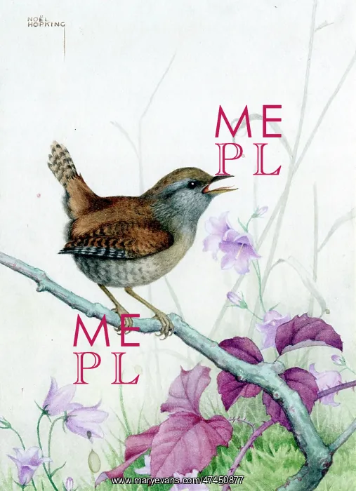  : Wren on a branch with harebells