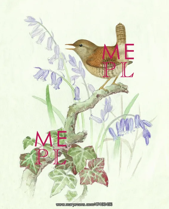  : A wren on a branch with ivy and bluebells
