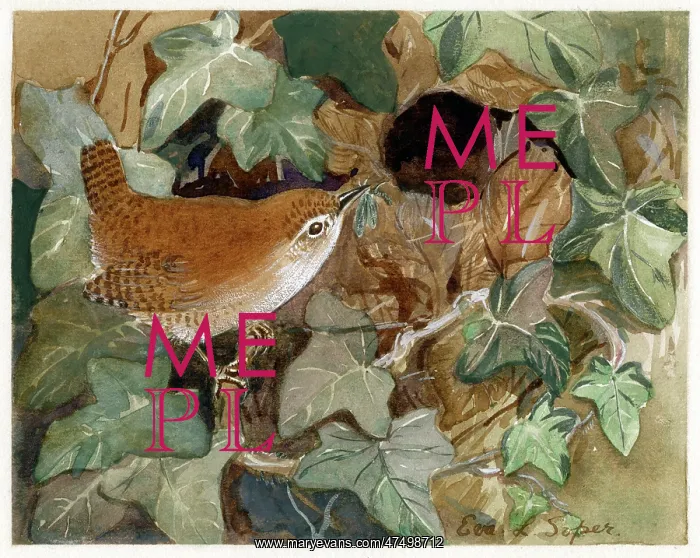 : Wren bringing insect to nest : Wren bringing insect to nest