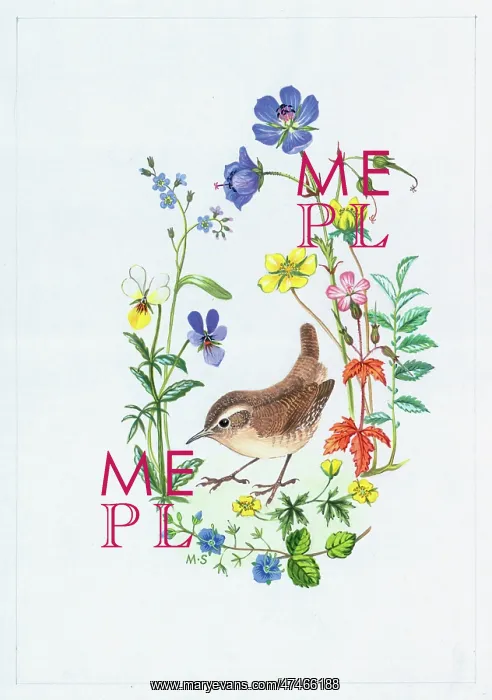 : Wren with Buttercups and Speedwell etc : Wren with Buttercups and Speedwell etc