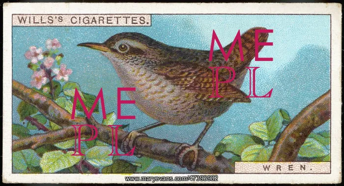 : WREN / CIGARETTE CARD / 1915 : WREN / CIGARETTE CARD / 1915