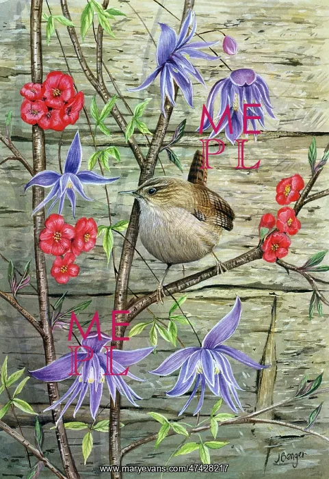  : Wren with Clematis