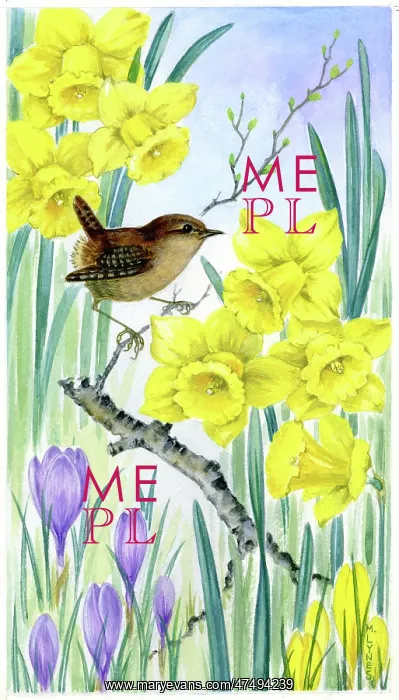  : Wren, crocuses and daffodils