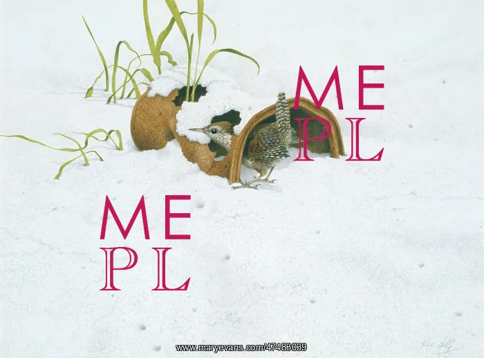 : Wren exploring a rusty old tin can in the snow : Wren exploring a rusty old tin can in the snow