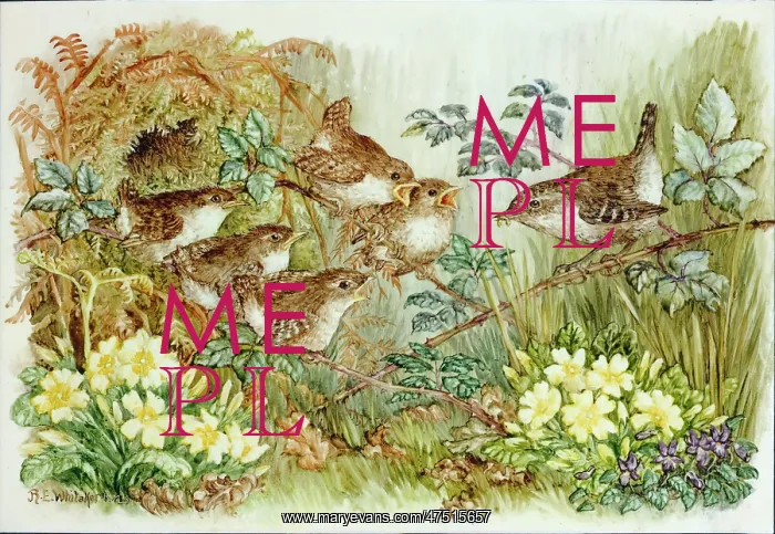 : Wren Family : Wren Family