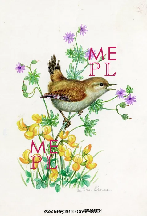 : Wren on flower stem (trefoil, cranesbill)