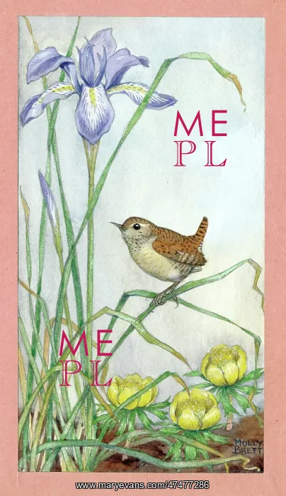 : Wren, iris and aconites : Wren, iris and aconites