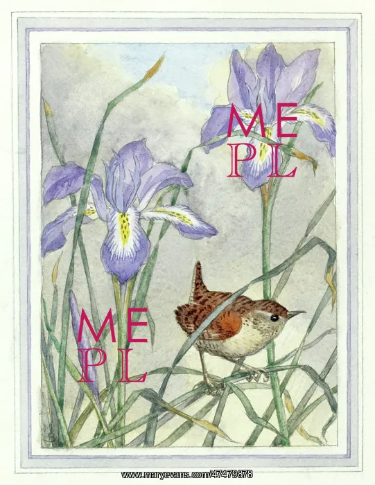  : Wren with iris stylosa