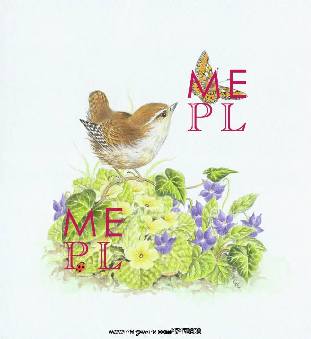 : Wren looking at Fritillary butterfly : Wren looking at Fritillary butterfly