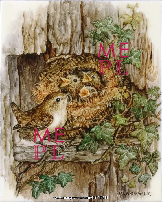 : Wren and nest with three fledglings : Wren and nest with three fledglings