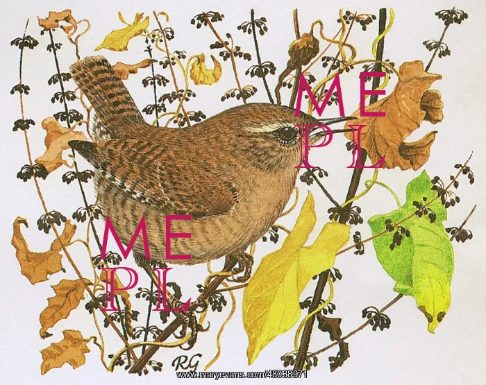 : Wren. A Wren perched on a branch : Wren. A Wren perched on a branch