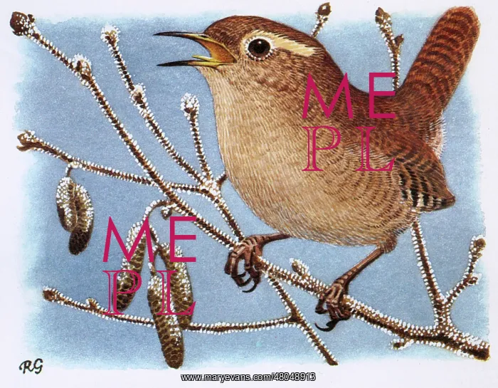 : Wren sings while perched on a tree branch : Wren sings while perched on a tree branch