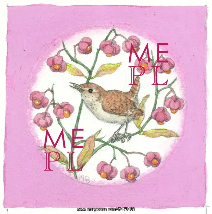 : Wren on spindle berry : Wren on spindle berry