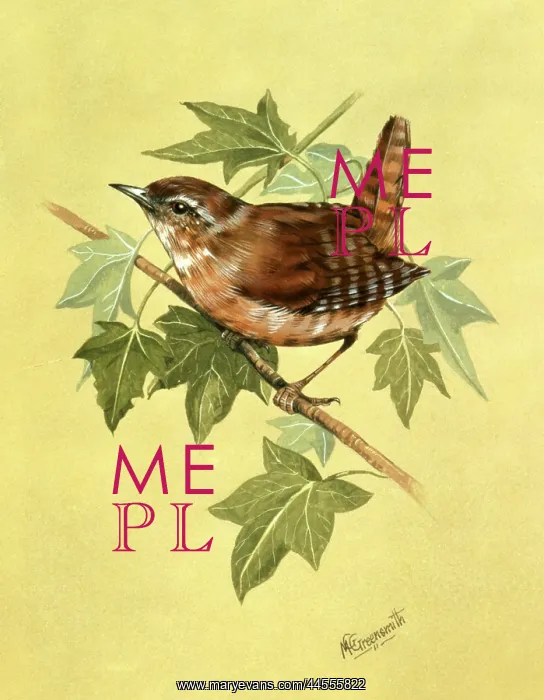 : Wren (Troglodytes troglodytes) : Wren (Troglodytes troglodytes)