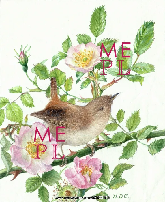 : Wren on Wild Roses