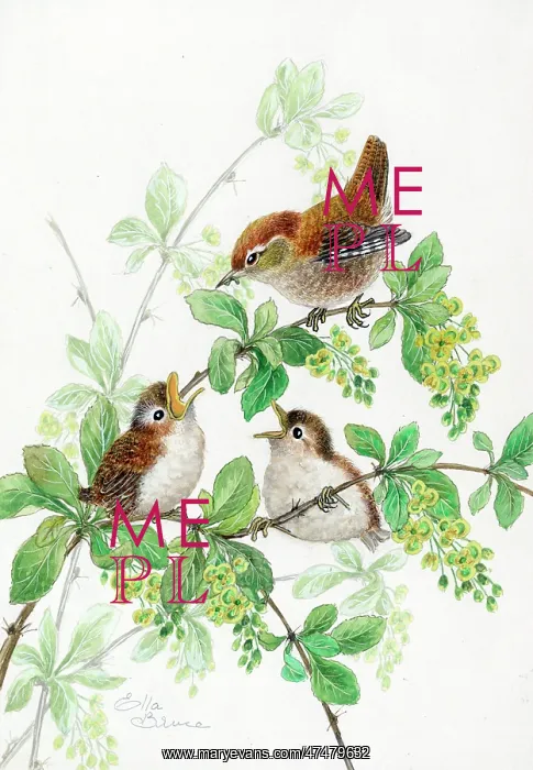  : Three wrens on barberry