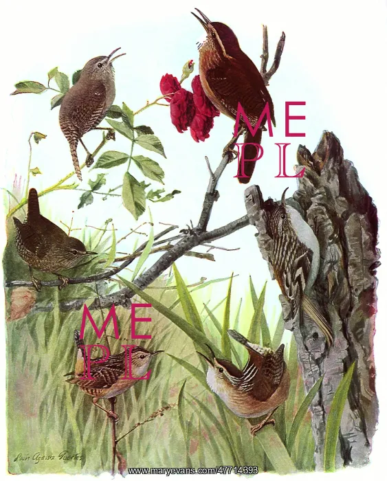  : Wrens and Creeper