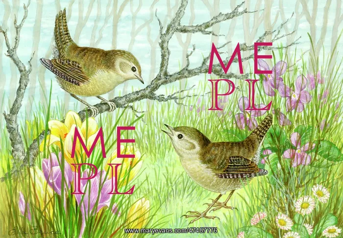  : Two wrens with crocuses and daisies