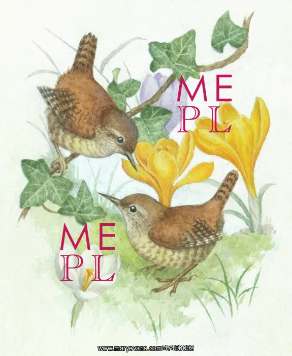  : Two wrens with crocuses and ivy