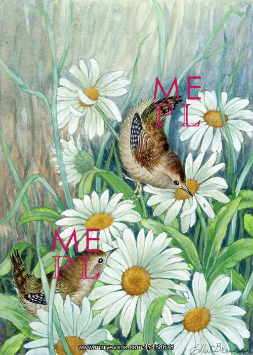  : Two wrens and daisies