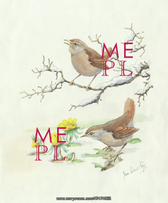  : Two wrens in snow with winter aconites