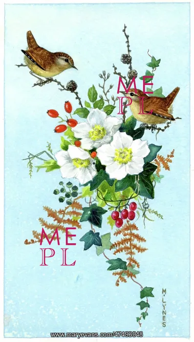 : Two Wrens with a spray of Christmas roses : Two Wrens with a spray of Christmas roses