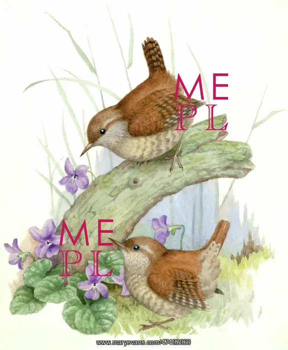  : Two Wrens with violets