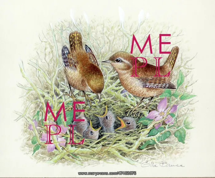  : Two wrens with young in nest