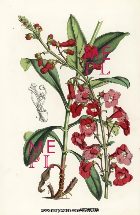 : Wright's beardtongue, Penstemon wrightii : Wright's beardtongue, Penstemon wrightii