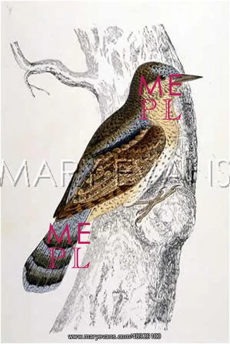  : WRYNECK. (Iynx torquilla)