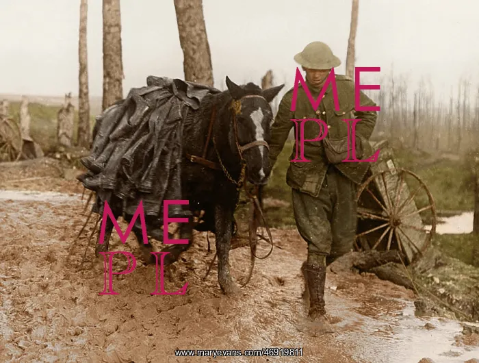 : WW1 100. WW1 - A horse and soldier transporting boots : WW1 100. WW1 - A horse and soldier transporting boots
