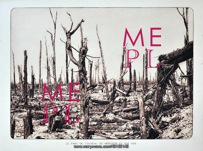 : WW1 - Broken trees after bombardment : WW1 - Broken trees after bombardment