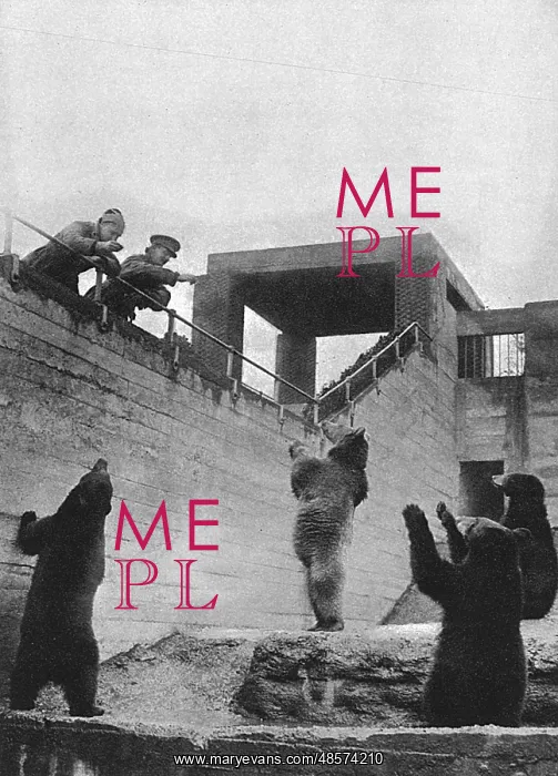 : WW1 mascots: bears in a zoo : WW1 mascots: bears in a zoo