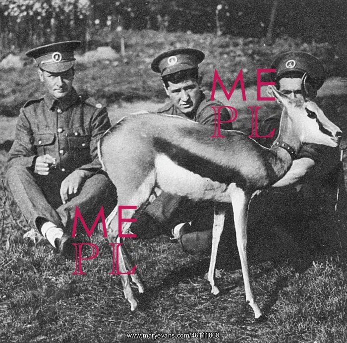: WW1 mascots: Nancy the springbok : WW1 mascots: Nancy the springbok