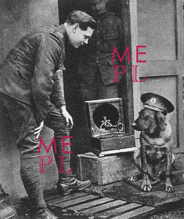: WW1 mascots: a war dog, wearing a cap : WW1 mascots: a war dog, wearing a cap