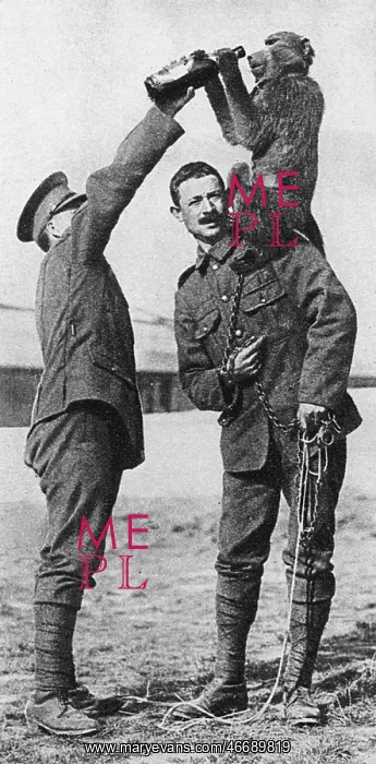 : WW1 mascots:Billy the baboon : WW1 mascots:Billy the baboon