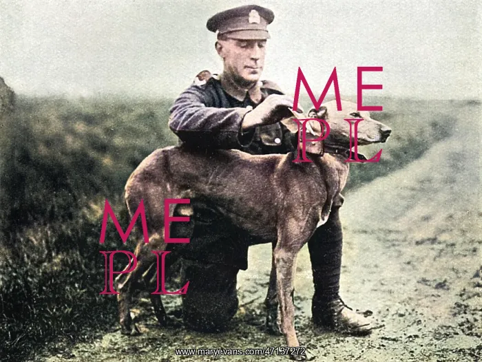 : WW1 messenger dog : WW1 messenger dog