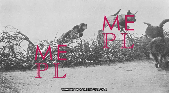 : WW1 messenger dogs - training them to jump barbed wire : WW1 messenger dogs - training them to jump barbed wire