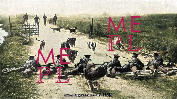 : WW1 messenger dogs - training them under rifle fire : WW1 messenger dogs - training them under rifle fire