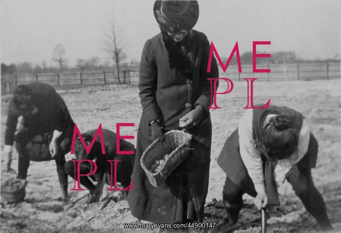 : WW1 - Students digging potatoes : WW1 - Students digging potatoes
