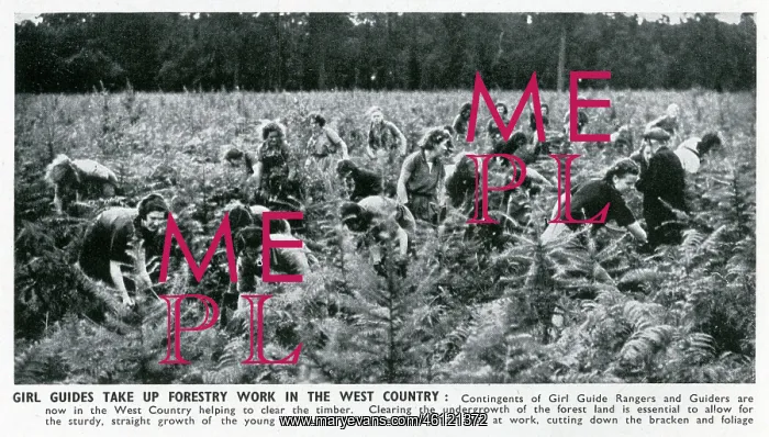 : WW2 - Home Front - Girl Guides doing forestry work : WW2 - Home Front - Girl Guides doing forestry work