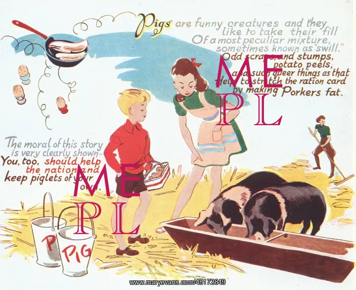 : WW2, Keeping Pigs To Do Our Bit : WW2, Keeping Pigs To Do Our Bit