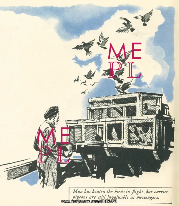 : WW2, R.A.F. Messenger Pigeons : WW2, R.A.F. Messenger Pigeons