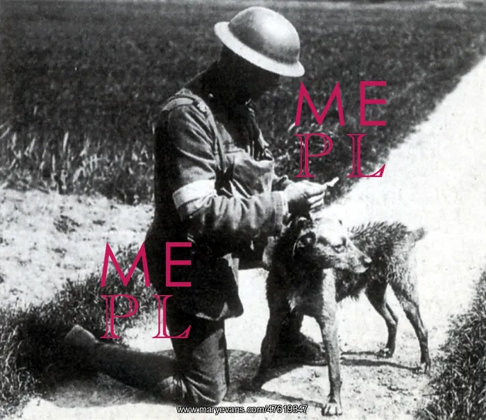 : WWI, British Messenger Dog : WWI, British Messenger Dog